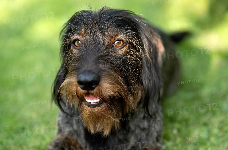 Rough-haired dachshund (Canis lupus familiaris) puppy, male, 3 years, animal portrait, meadow, Stuttgart, Baden-Württemberg, Germany, Europe