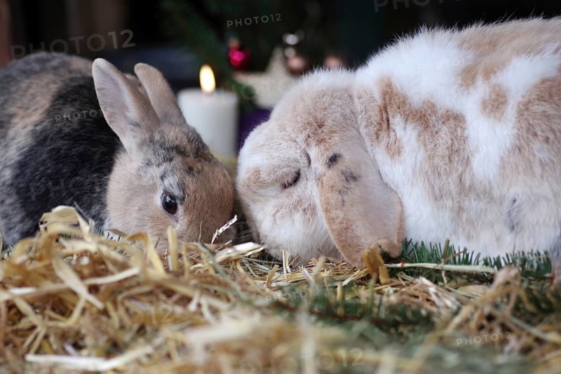 Rabbit (Cuniculus), Christmas, two, rabbit, ram rabbit, pet, decoration, mood, affection, Two rabbits sitting head to head together in a Christmas decorated hutch