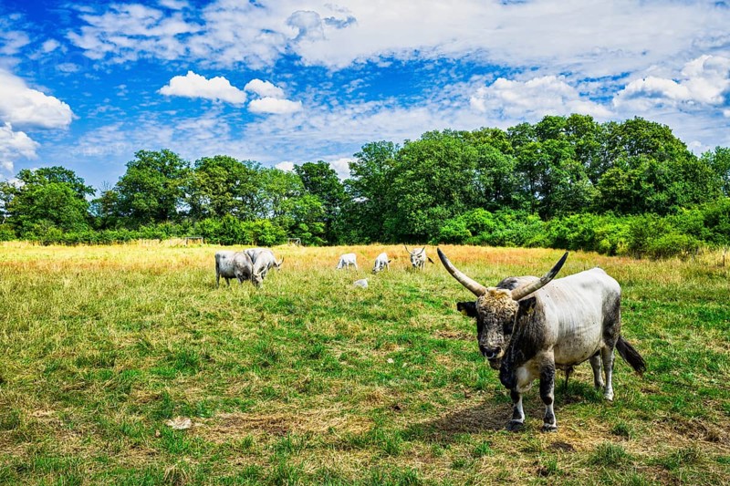 Hungarian Grey Cattle near Lenzen Elbe, Brandenburg, Germany, Europe