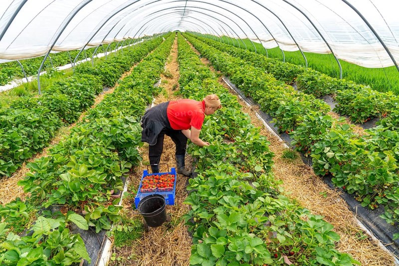 Harvesting strawberries, harvest helper, strawberry cultivation in the open field, under a foil tunnel, young strawberry plants growing up, in different stages of ripeness, near Dormagen, Rhineland, North Rhine-Westphalia, Germany, Europe