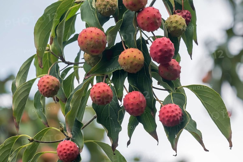 Japanese flowering dogwood (Cornus kousa), fruits, Münsterland, North Rhine-Westphalia, Germany, Europe