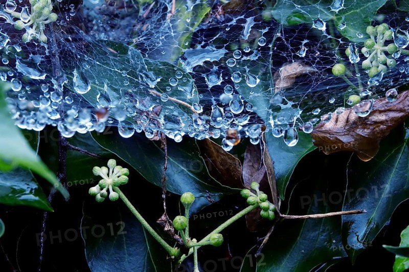 Cobweb threads with water droplets, end of August, Germany, Europe