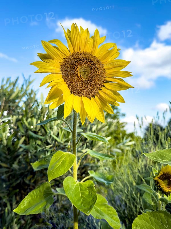 Common sunflower (Helianthus annuus) has flower with yellow petals open in front of blue sky with white clouds forming fresh sunflower seeds growing, Germany, Europe