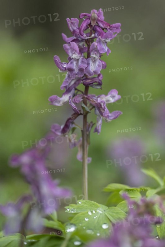 Hollow larkspur (Corydalis cava), Bad Iburg, Lower Saxony, Germany, Europe
