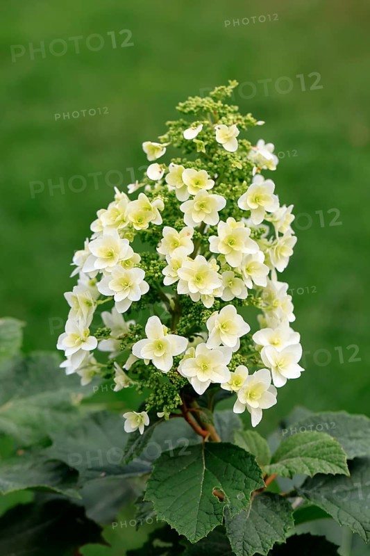 Oakleaf hydrangea (Hydrangea quercifolia), flower, in bloom, Germany, Europe