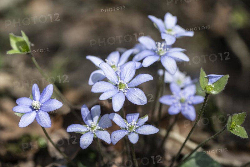 Liverwort (Hepatica nobilis), North Rhine-Westphalia, Germany, Europe