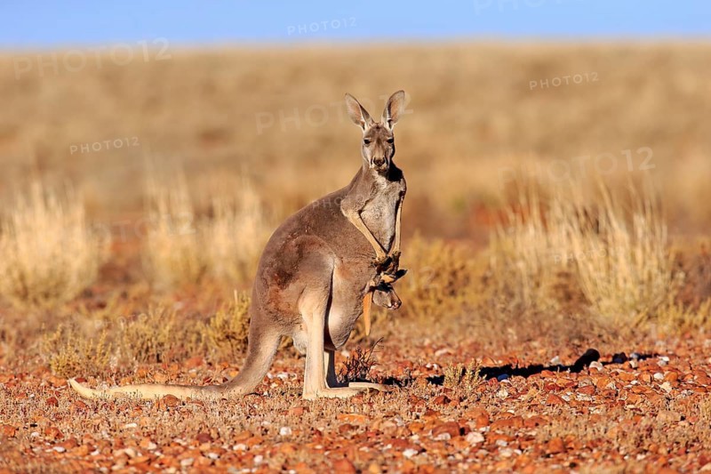 Red kangaroo (Macropus rufus), female with young in pouch, alert, Sturt National Park, New South Wales, Australia, Oceania