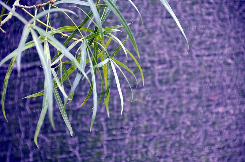 Bottle tree, Brachychiton spec., Australia, Oceania