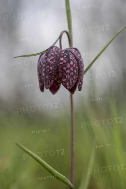 Snake's head fritillary (Fritillaria meleagris), Emsland, Lower Saxony, Germany, Europe