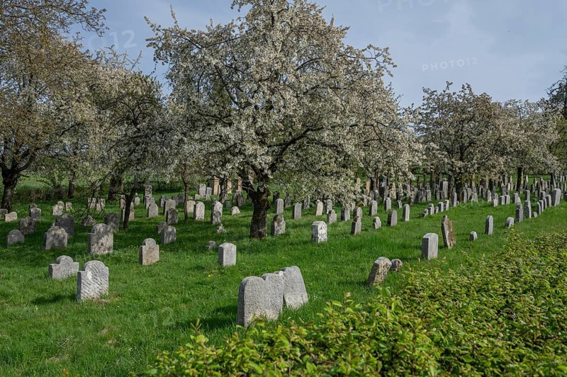 Flowering cherry trees (Prunus avium) in the Jewish cemetery, laid out in 1734, last burial in 1934, Hagenbach, Upper Franconia, Bavaria, Germany, Europe