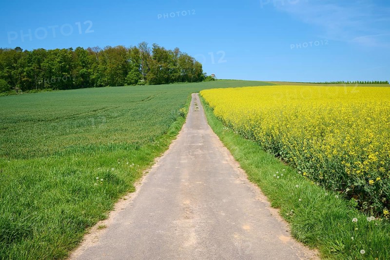 A country lane leads between green and yellow meadows, surrounded by trees and a clear blue sky, Mönchberg, Miltenberg, Spessart, Bavaria, Germany, Europe