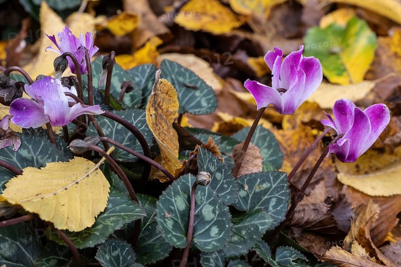 Cyclamen (Cyclamen neopolitanum) in fallen leaves, Emsland, Lower Saxony, Germany, Europe