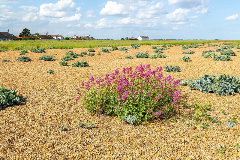 Valerian flowering, Valeriana officinalis, growing vegetated shingle beach, Shingle Street, Hollesley, Suffolk, England, UK