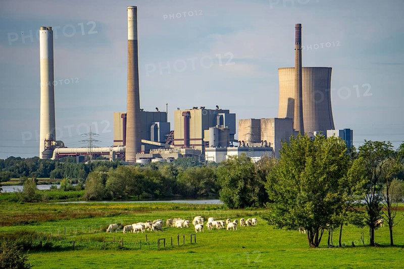 The Voerde coal-fired power plant, which has been decommissioned since 2017, Rhine meadows, pastures, herd of cattle, North Rhine-Westphalia, Germany, Europe