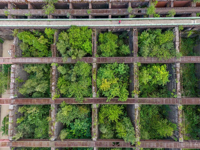 Duisburg-Nord Landscape Park, former Thyssen steelworks, closed in 1985, since then trees have been growing in the former Möller bunkers, ore bunkers, storage bunkers for feeding the blast furnaces with various materials such as ore, coke, additives, accessible via the bunker footbridge, North Rhine-Westphalia, Germany, Europe