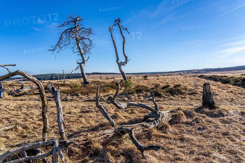 Noir Flohay ghost forest, remnants of a forest fire from 2011 in the High Fens, high moor, in the Eifel and Ardennes region, High Fens-Eifel nature park Park, north-east of Baraque Michel, Belgium, Wallonia, Europe