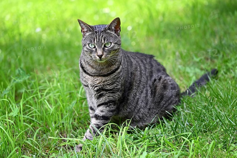 Grey tabby cat sitting in the grass