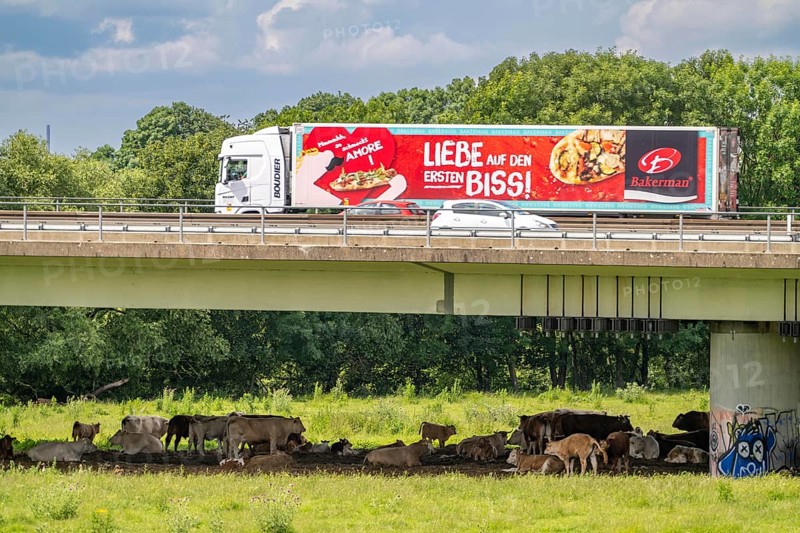 Lorry on the A40 motorway, bridge over the Ruhr and Styrumer Ruhrauen, herd of cattle, dairy cows grazing, Mülheim an der Ruhr, North Rhine-Westphalia, Germany, Europe