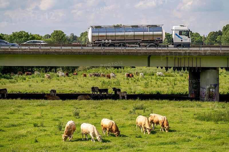 Lorry on the A40 motorway, bridge over the Ruhr and Styrumer Ruhrauen, herd of cattle, dairy cows grazing, Mülheim an der Ruhr, North Rhine-Westphalia, Germany, Europe