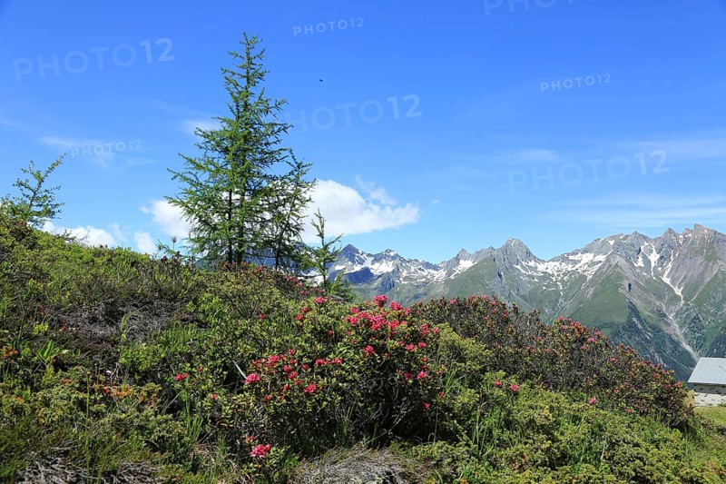 Rusty-leaved alpenrose