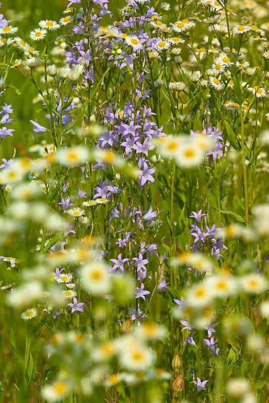 Matricaria chamomilla (Chamomilla) and bellflower (Campanula) in the meadow in summer, Spessart, Bavaria, Germany, Europe