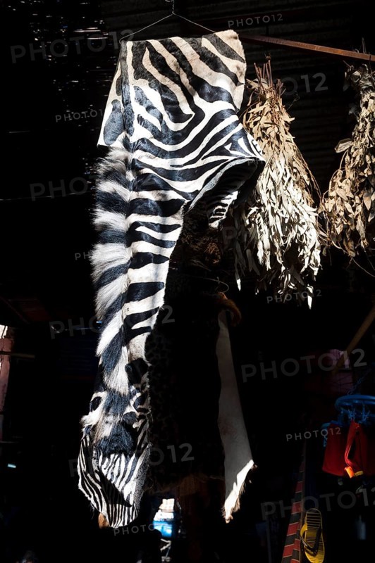 Zebra skin in the medina, souk, market, trade, animal skin, hunter, hunting, law, souvenir, offer, bazaar, flea market, Marrakech, Morocco, Africa