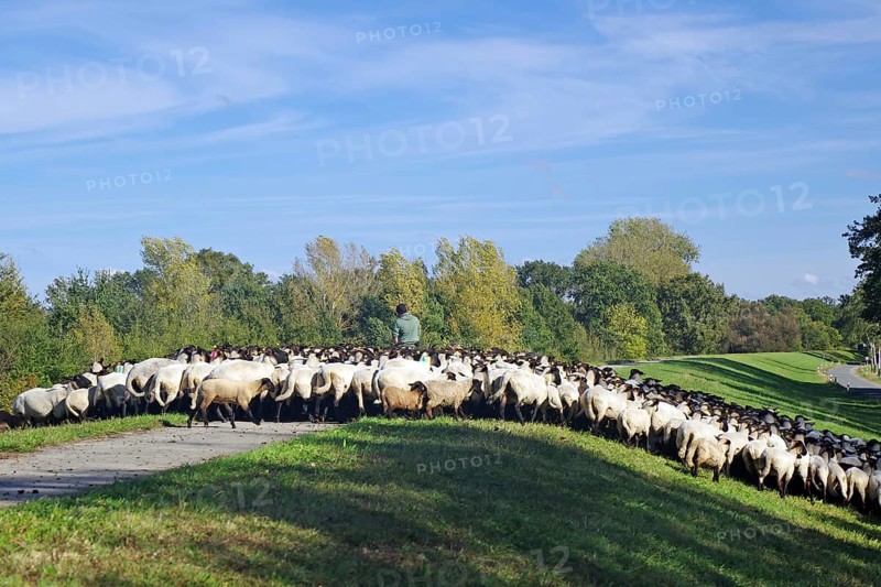 Large flock of sheep with shepherds on a dyke path under blue sky and trees, Penkefitz, Elbe, Wendland, Lower Saxony, Germany, Europe