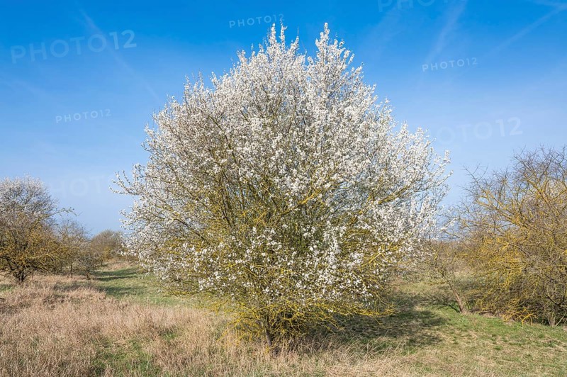 Blackthorn (Prunus spinosa) white flowering, Thuringia, Germany, Europe