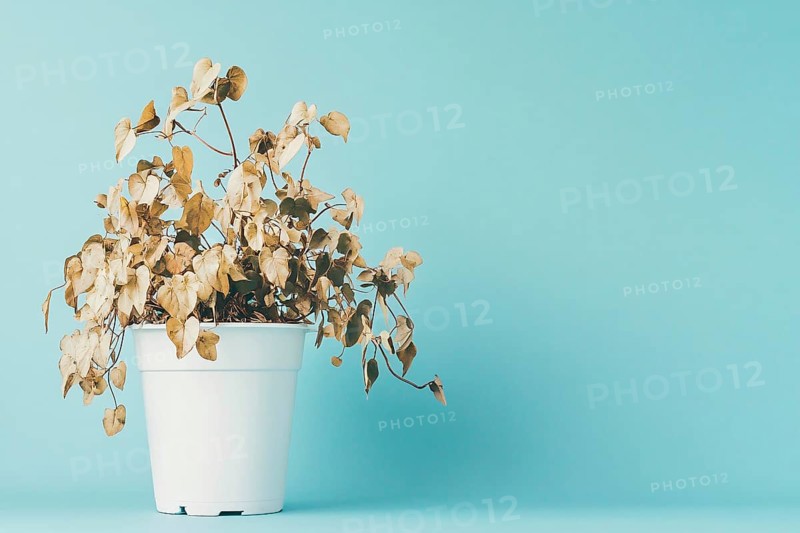 Neglected withered house plant with hanging dry leaves in white flower pot on blue background. Generative AI, AI generated