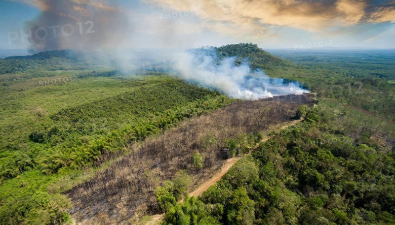 Forest, Jungle, Jungle, Slash-and-burn, Aerial view, AI generated, AI generated