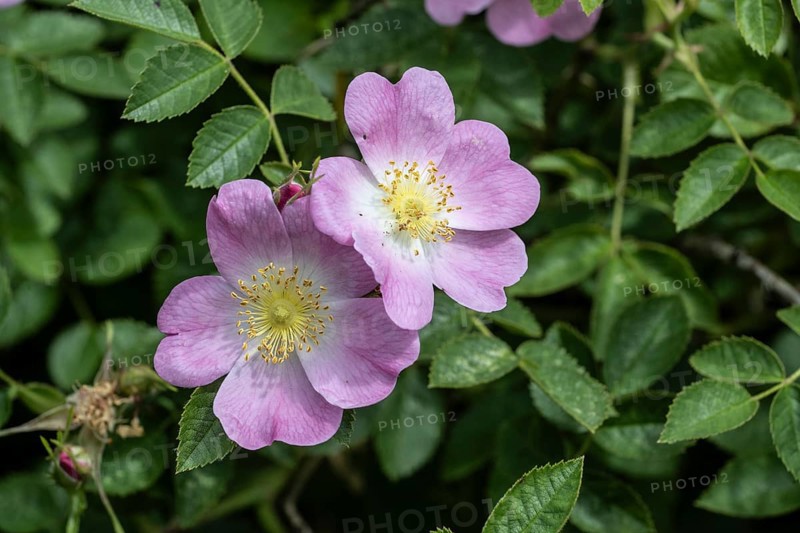 Sweet briar (Rosa rubiginosa), Mecklenburg-Western Pomerania, Germany, Europe