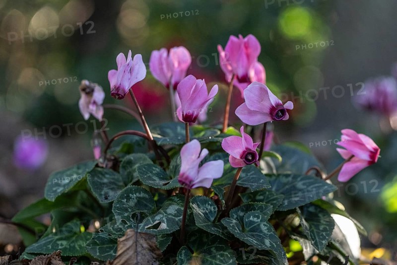 Cyclamen hederifolium or Neapolitan cyclamen (Cyclamen hederifolium), Emsland, Lower Saxony, Germany, Europe