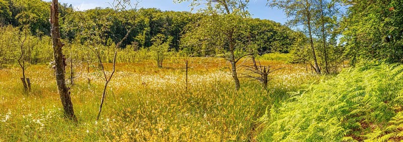 A spacious meadow with flowers, framed by trees under a blue sky, Rügen, Jasmund National Park