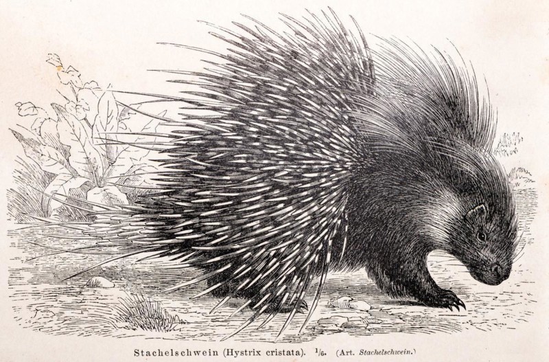 Crested porcupine (Hystrix cristata) with outstretched quills in nature, historical illustration in black and white from Meyers encyclopedia 4th edition 1889 and 1890, Germany, Europe
