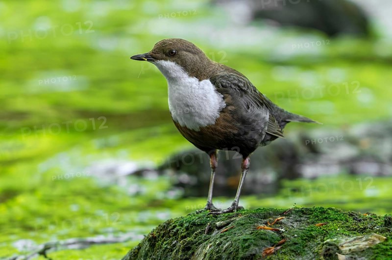 White-throated dipper, Central European dipper (Cinclus cinclus aquaticus) on rock in stream, river with caught mayfly in beak