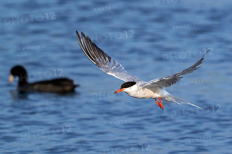 Common tern (Sterna hirundo) adult in breeding plumage flying over coot swimming in pond in summer