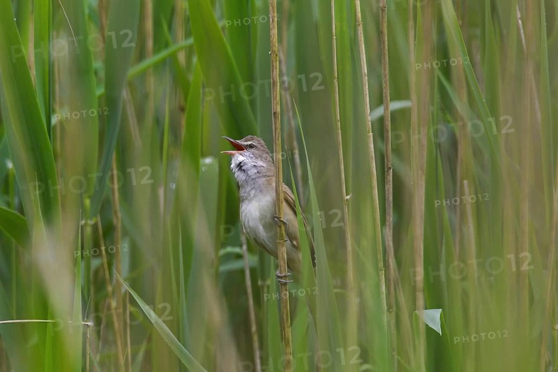 Great reed warbler (Acrocephalus arundinaceus) male singing from reed stem in reedbed in spring