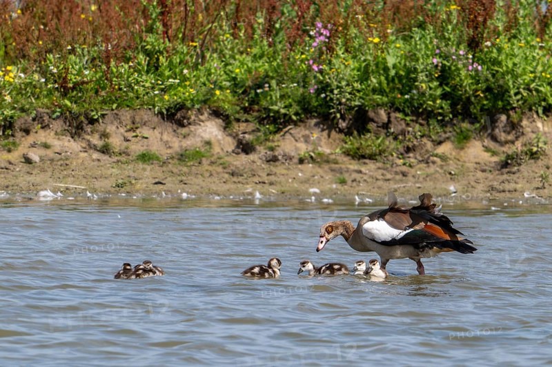 Egyptian goose (Alopochen aegyptiaca) with goslings swimming in pond in wetland in summer