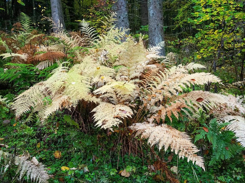 Bracken (Pteridium aquilinum) in autumn colour, in the Rhön UNESCO Biosphere nature reserve, county Bavaria, Germany, Rhön UNESCO Biosphere nature reserve, county Bavaria, Germany, Europe