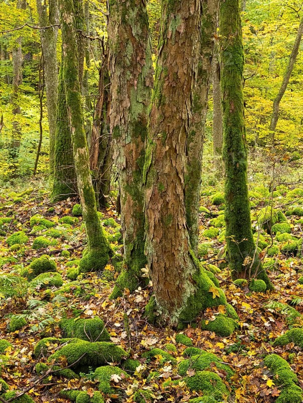 Sycamore tree stems (Acer pseudoplatanus) in autumn colour, and moss covered boulders, in the Rhön UNESCO Biosphere nature reserve, county Bavaria, Germany, Europe