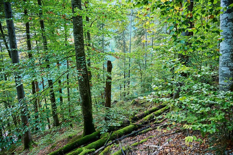 Forest at Lake Koenigssee in autumn, Alps, Bavaria, Germany, Europe