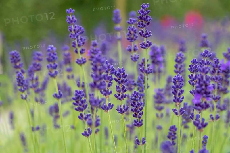Lavender in bloom, North Rhine-Westphalia, Germany, Europe