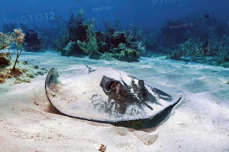 Southern Stingray (Hypanus americanus) Southern stingray Species of stingray with venomous sting in western Atlantic lies on sandy seabed in Caribbean coral reef, Caribbean, Bahamas, Central America