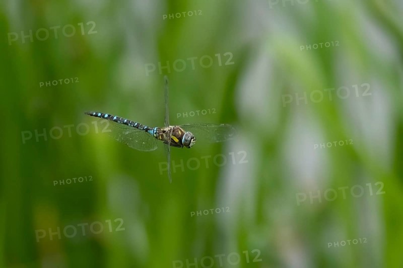 Migrant hawker dragonfly (Aeshna mixta) adult insect flying in the summer, Suffolk, England, United Kingdom, Europe