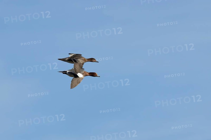 Eurasian wigeon (Mareca penelope) adult male and female birds flying together, Lincolnshire, England, United Kingdom, Europe