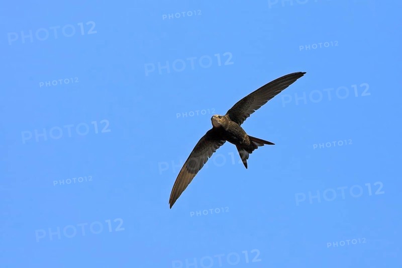 Common swift (Apus apus), family of swallows, Mannheim, Baden-Württemberg, Federal Republic of Germany
