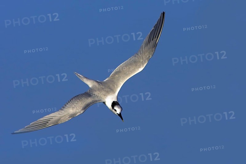 Sandwich tern (Sterna sandvicensis), Bowman's Beach, Sanibel Island, Florida, USA, North America