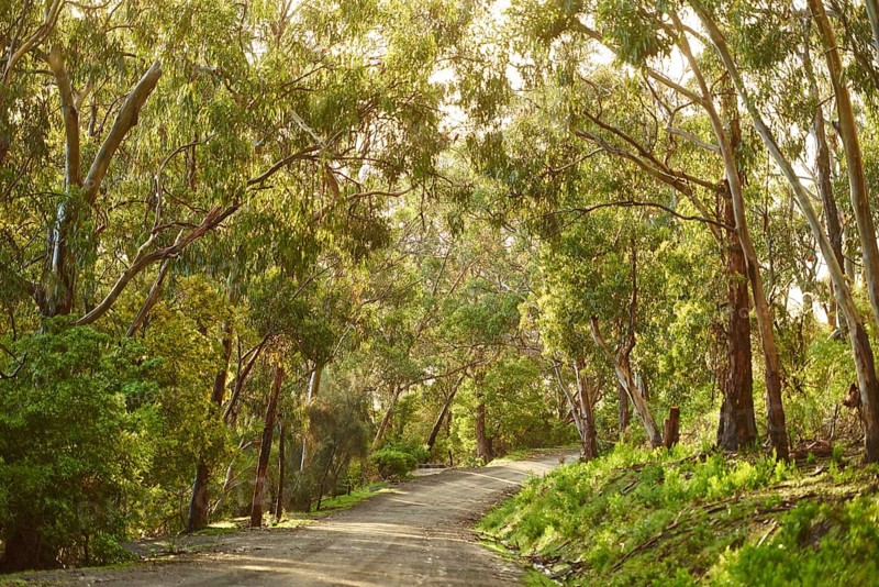 Landscape of a little road going through a Gum tree (Eucalyptus) forest in spring, Koala Cove, Great Otway National Park, Victoria, Australia, Oceania