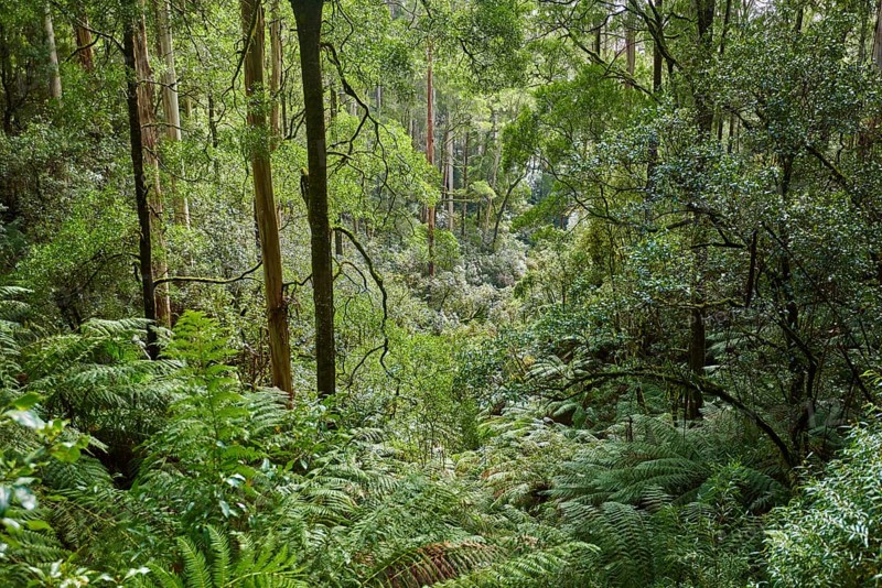 Nature landscape of the forest in the Great Otway National Park in spring, Australia, Oceania