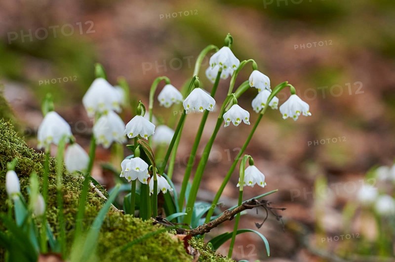 Spring snowflake (Leucojum vernum) flowering in a forest in spring, Upper Palatinate, Bavaria, Germany, Europe